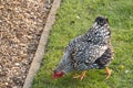 Detailed image of an adult Wyandotte Chicken Hen seen looking for food in a private garden.