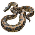 Isolated burmese python on transparent background