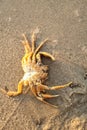 Detailed image of a crab, washed ashore on the beach