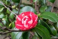 Detailed image of double flowered red and white Camellia japonica in a garden Royalty Free Stock Photo