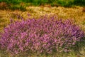 Flowering heather from close Royalty Free Stock Photo