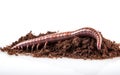 A Detailed Image of an Earthworm Burrowing into the Soil -Generative Ai