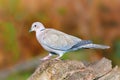 Eurasian Collared Dove - Streptopelia decaocto walking on a log. Royalty Free Stock Photo