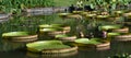 Detailed image of Giant Lily Pads Royalty Free Stock Photo