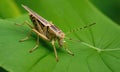 Detailed image of a grasshopper sitting on a green leaf showcasing its unique texture. Royalty Free Stock Photo