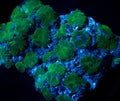 Green Mushroom Coral Colony on Rock Black Background