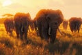 Herd of Elephants at Sunset in African Savanna Royalty Free Stock Photo