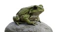 Large Green Toad Sitting on a Rock, Isolated on White Background Royalty Free Stock Photo
