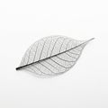 A detailed image of a leaf skeleton against a plain white background Royalty Free Stock Photo