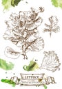 Detailed image of lettuce