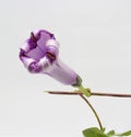 Detailed image of a mauve folding flower