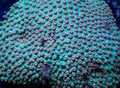 Orange and Blue Cyphastrea Stony Coral