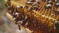 This detailed image showcases the intricate architecture of a honeycomb, with bees tending to their labor of love, as Royalty Free Stock Photo