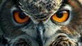 Close-up of Owl With Orange Eyes Royalty Free Stock Photo