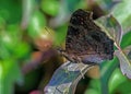 European Peacock Butterfly - Inachis io resting with wings closed. Royalty Free Stock Photo