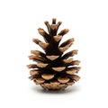 A detailed image of a single pine cone (genus *Pinus*), displayed against a plain white background. Royalty Free Stock Photo