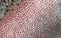 A detailed image of the skin of rainbow trout with pink, seebristy and brown scales. Macro shooting texture Royalty Free Stock Photo