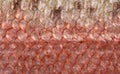 A detailed image of the skin of rainbow trout with pink, seebristy and brown scales. Macro shooting texture Royalty Free Stock Photo