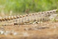 A detailed image of the tail and scales of a Nile crocodile. Royalty Free Stock Photo