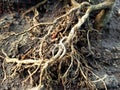 Detailed image of tree roots coming out of the ground. Colored.