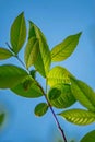 Detailed Green Spring Leaves and Blue Sky Background