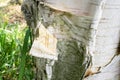 Exfoliated bark of a birch tree, resembling a scroll Royalty Free Stock Photo