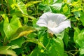 White trumpet flower of Hedge Bindweed Royalty Free Stock Photo