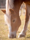 Detailed Image of young brown horse on the field