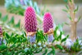 Purple cones of a Korean fir Royalty Free Stock Photo