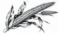 Detailed Ink Drawing of Corn on the Cob with Leaves and Husk in Black Royalty Free Stock Photo