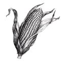 Detailed ink drawing of an ear of corn ink sketch Royalty Free Stock Photo