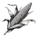 Detailed ink drawing of an ear of corn ink sketch Royalty Free Stock Photo