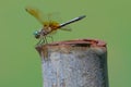 Detailed isolated closeup of a dragonfly on an old rusty dock support pole with blurry green bokeh background
