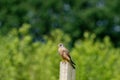 Detailed Kestrel, male, sits on the wooden pole, on a green background of leaves. The wild bird of prey European kestrel Royalty Free Stock Photo