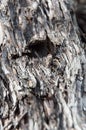 Detailed knobby bark trunk of an old tree