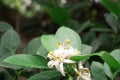 A detailed landscape of white leaves and flowers taken with trees in the background.