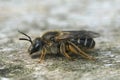 Detailed lateral closeup of a female of the White-zoned furrow bee, Lasioglossum leucozonium Royalty Free Stock Photo