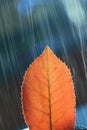 Detailed Leaf in rain