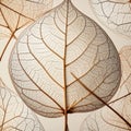 Detailed Leaf Skeleton Macro with Delicate Veins and Transparent Texture on Light Background Royalty Free Stock Photo