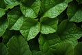 Detailed leaf texture, green leaves form a mesmerizing backdrop