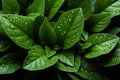 Detailed leaf texture, green leaves form a mesmerizing backdrop