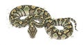 Realistic digital illustration of a coiled ball python snake on white background Royalty Free Stock Photo