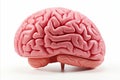 Detailed and lifelike representation of a human brain, isolated on a clean white background