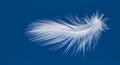 Adetailed, light, white feather on a blue background Royalty Free Stock Photo