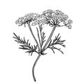 Detailed line drawing of delicate umbelliferous flower Royalty Free Stock Photo