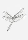 A detailed line drawing of a dragonfly, showcasing intricate wing patterns and Royalty Free Stock Photo