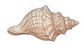 A detailed line drawing of an elongated conch shell with a pointed tip featuring multiple layers of unique patterns including Royalty Free Stock Photo