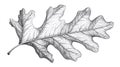 Detailed Black and White Oak Leaf Drawing - Natural Element, Botanical Art Royalty Free Stock Photo