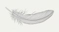 Detailed line drawing of a single bird feather Royalty Free Stock Photo