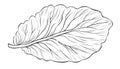 A detailed line drawing of a single leaf with prominent veins Royalty Free Stock Photo